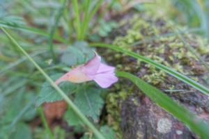 紫花鳳仙花