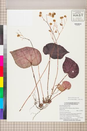 Begonia rhombicarpa標本_BRCM 2554