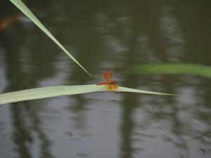 黃翅蜻  (褐斑蜻蜓)