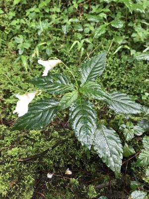 紫花鳳仙花