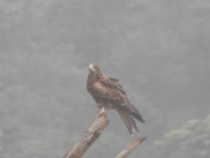 黑鳶