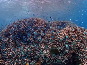 核三廠進水口_藍綠光鰓雀鯛