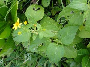 雙花蟛蜞菊