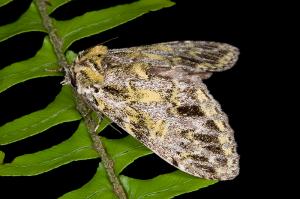 110423 宜蘭 福山植物園 20 Pseudosomera noctuiformis Bender & Steiniger, 1984 Female_800ori