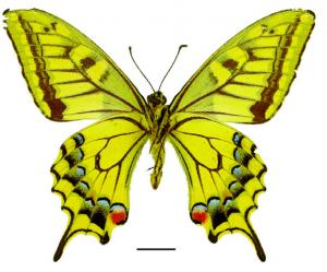 Papilio machaon sylvina Hemming, 1933 黃鳳蝶