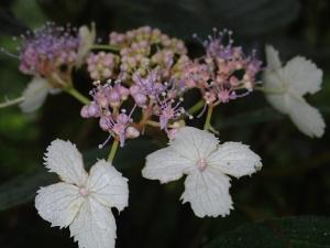 高山藤繡球