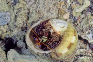 珊瑚細螯寄居蟹 