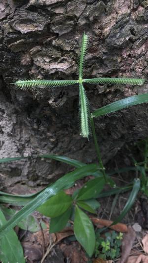 龍爪茅