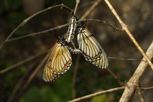 20090925_347069_Acraea issoria formosana_a.jpg