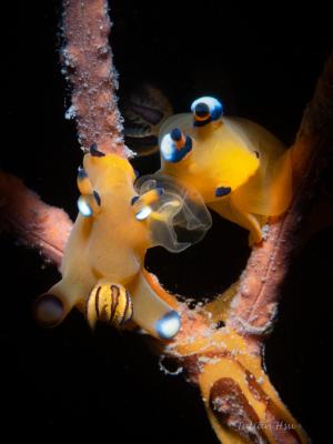 Pikachu Nudibranch