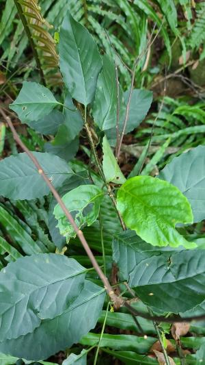 臺灣山桂花