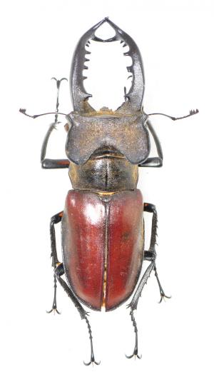 Lucanus maculifemoratus taiwanus 高砂深山鍬形蟲