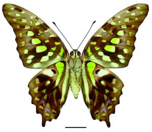 Graphium agamemnon (Linnaeus, 1758) 翠斑青鳳蝶