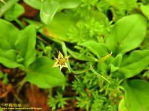 鳶尾葉庭菖蒲