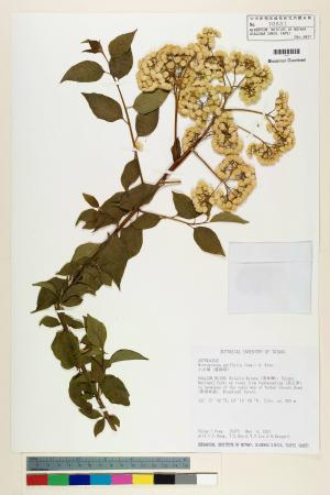 Microglossa pyrifolia (Lam.) Kuntze_標本_BRCM 7432