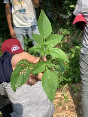 大花咸豐草