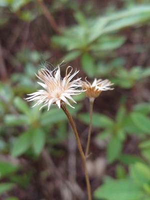 長柄菊