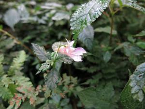 紫花鳳仙花