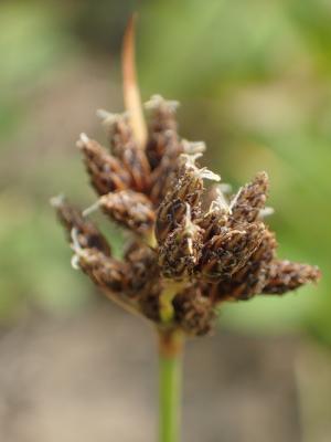 兩歧飄拂草 (棱穗飄拂草)