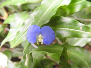 鴨跖草屬