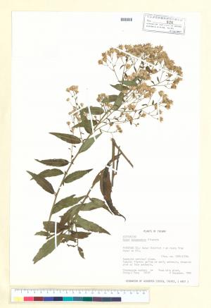 Aster taiwanensis Kitam._標本_BRCM 5294