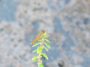 黃翅蜻  (褐斑蜻蜓)