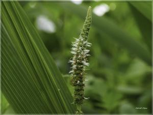 耳葉刺蕊草