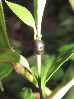 斑足平龜蝽