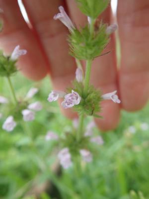 風輪菜