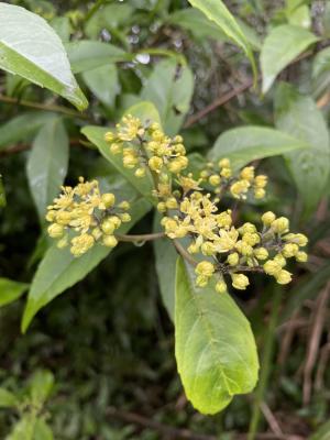 華八仙(華南分布)