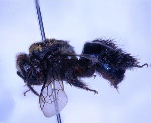 藍櫛距蜂標本照
