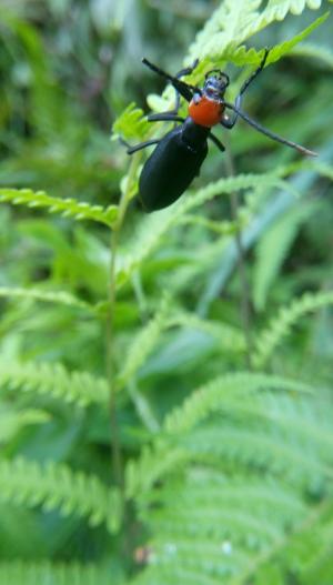 豆芫菁