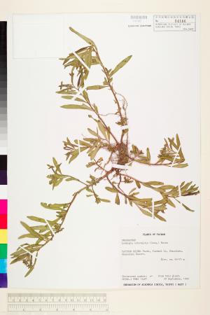 Ludwigia octovalvis (Jacq.) Raven_標本_BRCM 3639