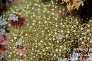 毽形羽珊瑚 Clavularia viridis