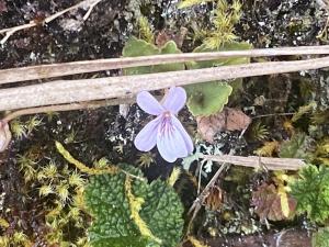 台灣菫菜