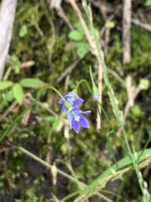 細葉蘭花參