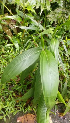 棕葉狗尾草