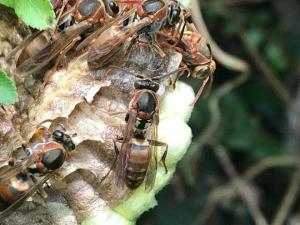 雙斑長腳蜂