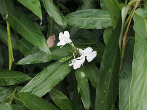 野薑花