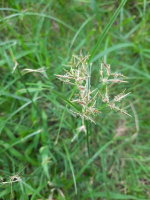 香附子 (香頭草)