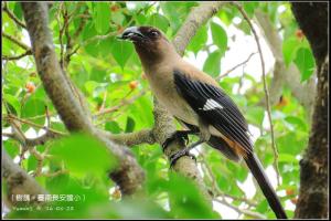 樹鵲(台灣亞種)