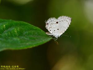 台灣黑星小灰蝶