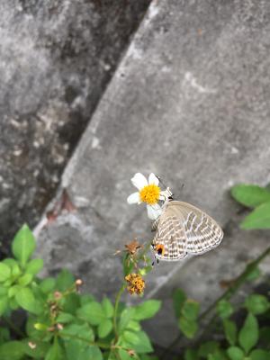 白波紋小灰蝶