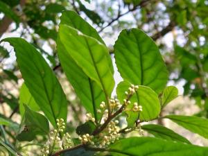 臺灣山桂花