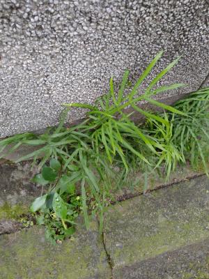 井欄邊草 (鳳尾蕨)