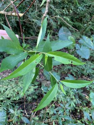 華八仙(華南分布)