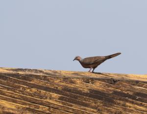 珠頸斑鳩