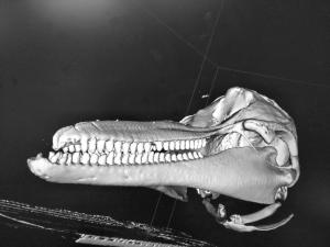 斷層掃描後的瓶鼻海豚頭骨，可發現吻尖有兩道明顯的切割痕，推測為船隻螺旋槳所造成