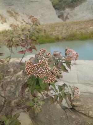 美洲闊苞菊