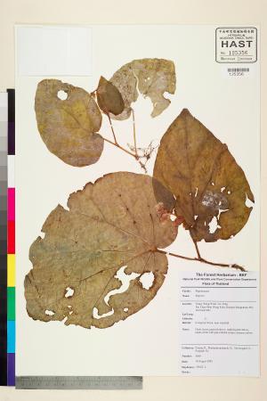 Begonia integrifolia標本_BRCM 2442